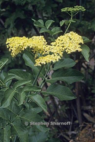 sambucus nigra ssp caerulea 3 graphic